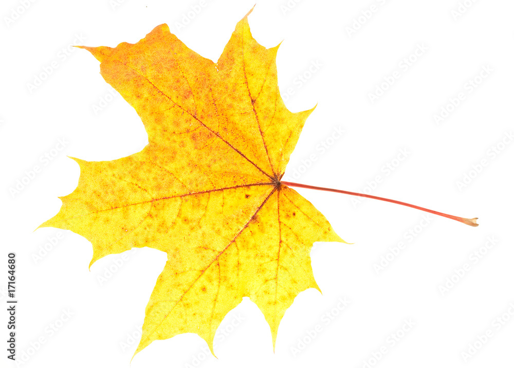 autumn leaves isolated on white background autumn leaves isolated on white background