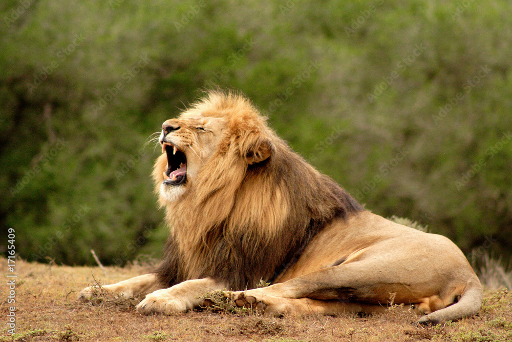 Obraz premium Samiec lwa (panthera leo) ryczy