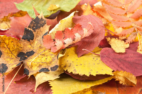 autumn leaves close up background
