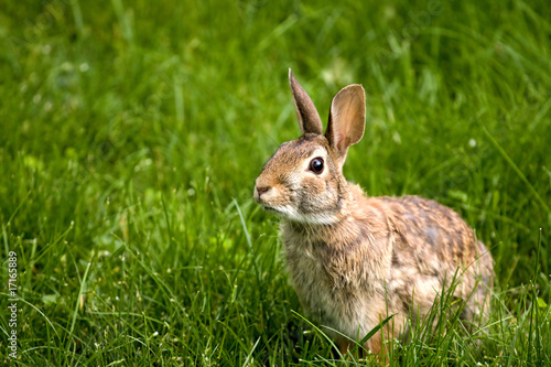 Wild North American rabbit