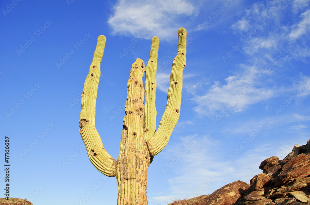 saguaro cacti, growing in the Saguaro Cactus National Monument,