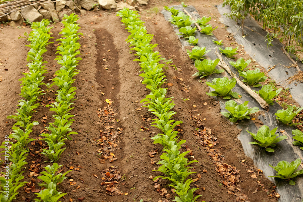 Garden Garden