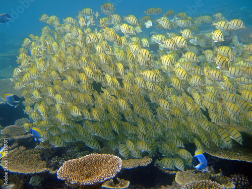 School of Sergeant Major fishes photo