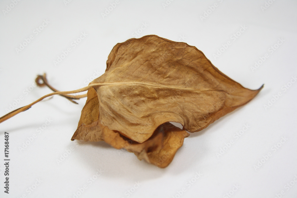 braunes Blatt braunes Blatt
