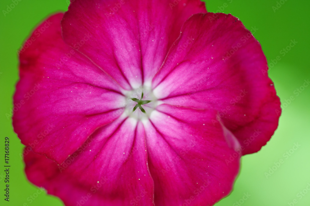 Naklejka premium bloom