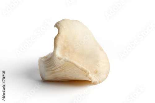 One Oyster mushroom on white background
