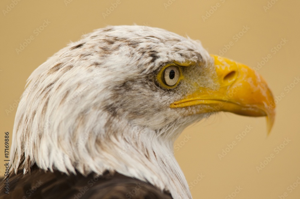 Fototapeta premium pygargue à tête blanche (Haliaeetus leucocephalus - Bald Eagle