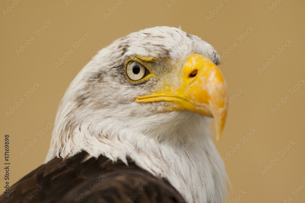 Fototapeta premium pygargue à tête blanche (Haliaeetus leucocephalus - Bald Eagle