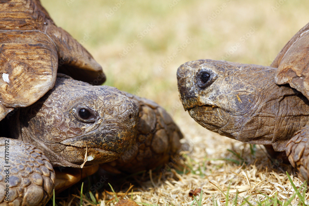Two tortoises close together Two tortoises close together