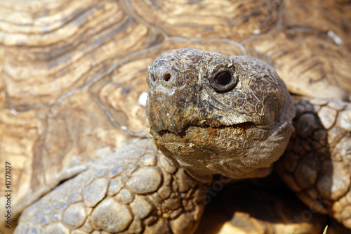 Close up of a tortoise's head and eyes