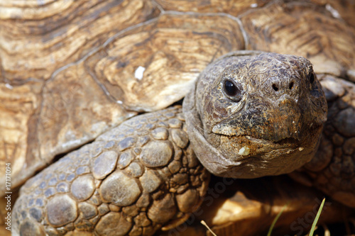 Close up of a tortoise's head and eyes