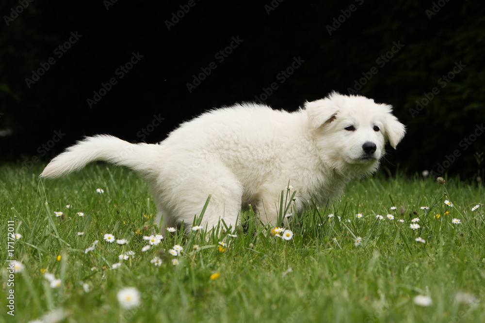petit berger blanc suisse qui fait ses besoins -pipi caca