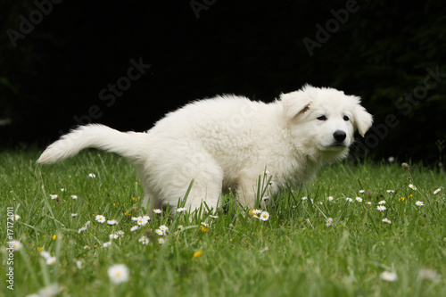 petit berger blanc suisse qui fait ses besoins -pipi caca photo