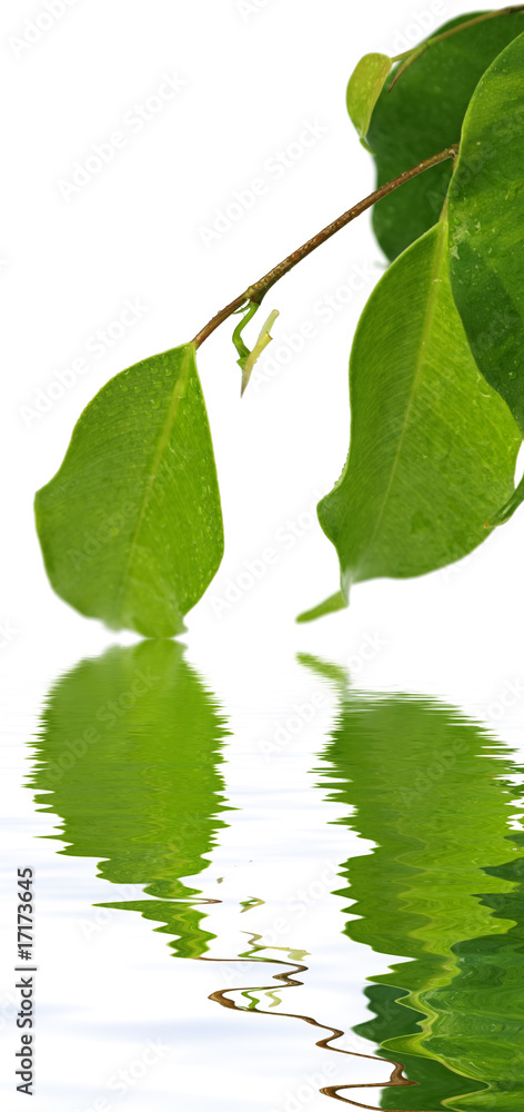 ficus benjamina, plante purificatrice d'appartement ficus benjamina, plante purificatrice d'appartement
