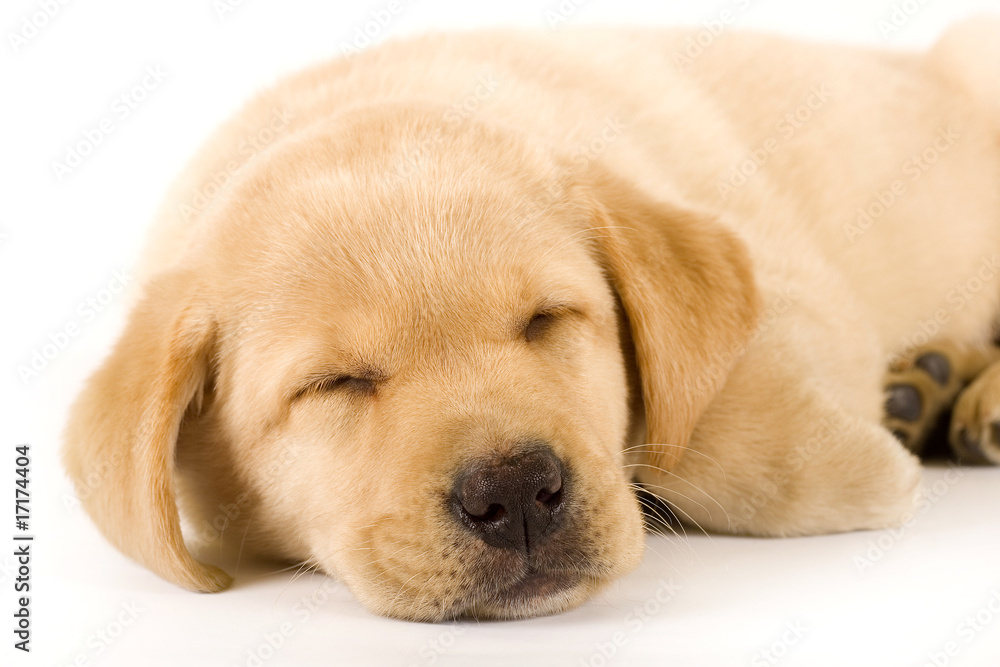 closeup of a labrador retriever puppy sleeping