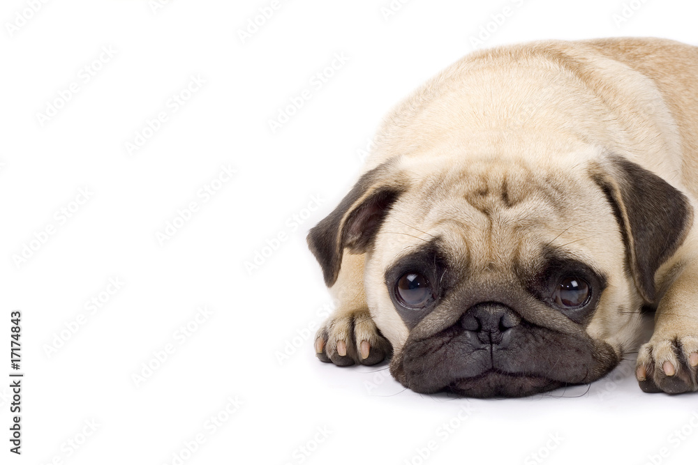 cute pug with sad eyes