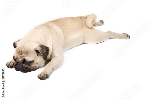picture of a sleepy pug standing down