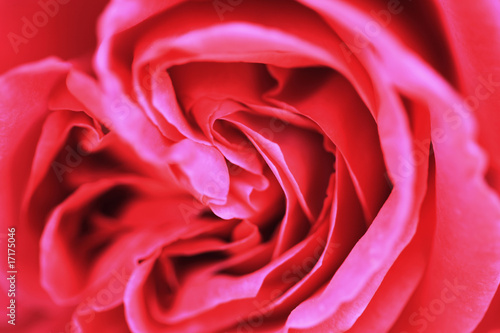 Wallpaper Mural バラ Torontodigital.ca