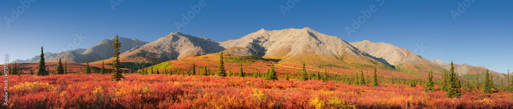 Alaska autumn Tundra Denali National Park