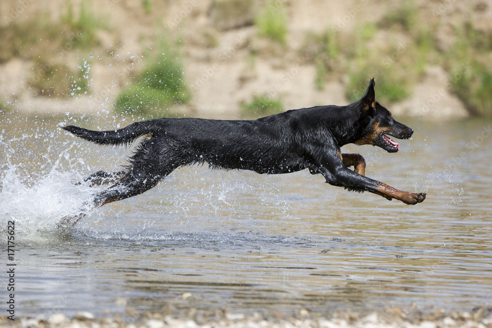 la fantastique détente du beauceron courant sur une rivière la fantastique détente du beauceron courant sur une rivière