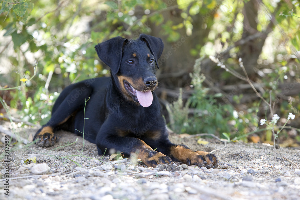 jeune beauceron couché sur ses pattes à l'ombre en été jeune beauceron couché sur ses pattes à l'ombre en été