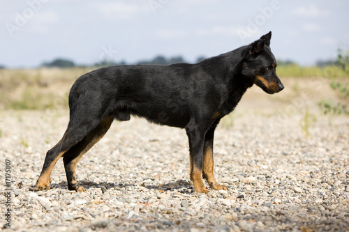 Fototapeta Naklejka Na Ścianę i Meble -  beauceron de profil immobile à la campagne - fixer