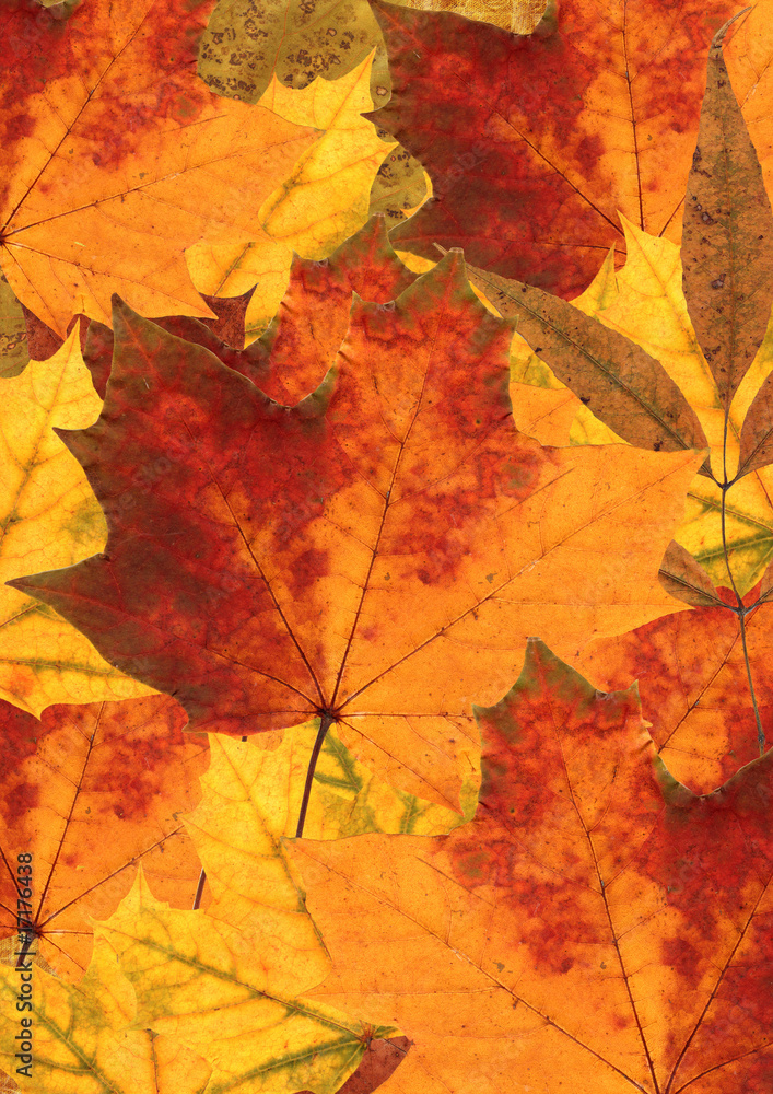 Herbst Stilleben Herbst Stilleben