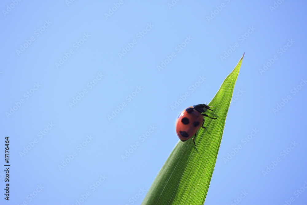 Fototapeta premium テントウ虫