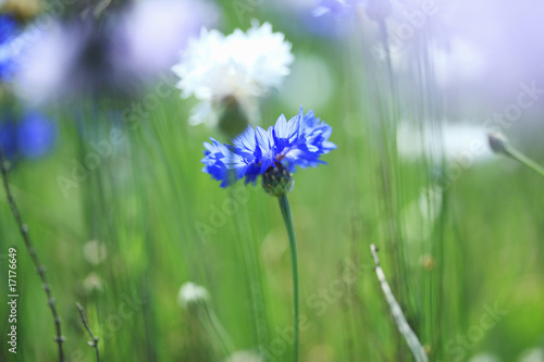 Wallpaper Mural 矢車菊 Torontodigital.ca