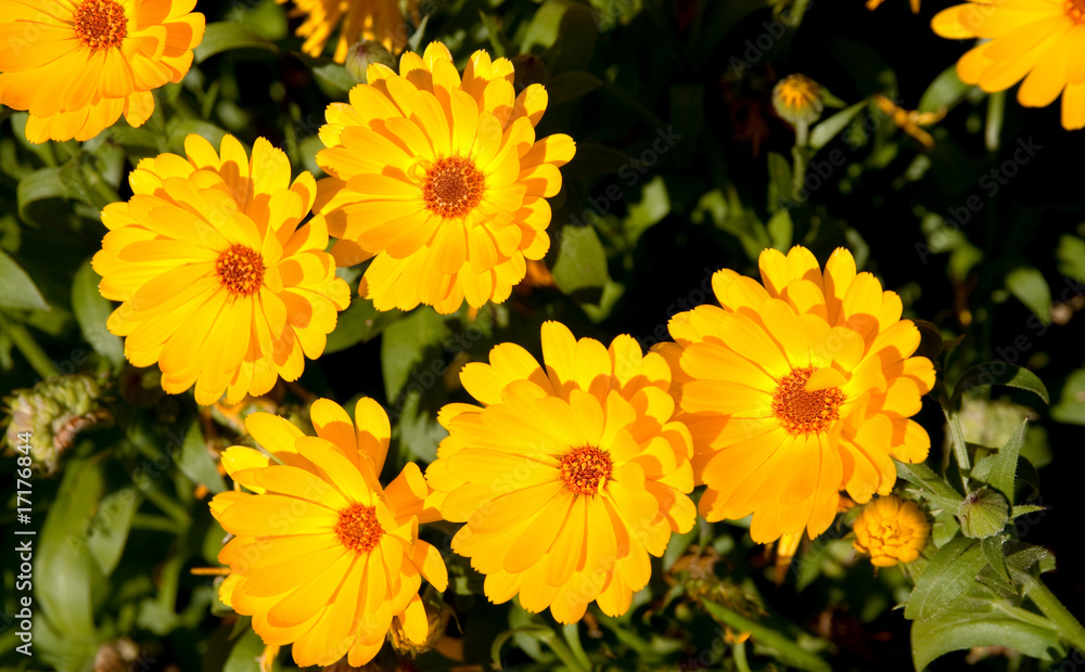 brightly colored marigolds brightly colored marigolds