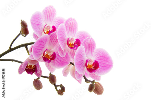 Pink phalaenopsis orchid photo