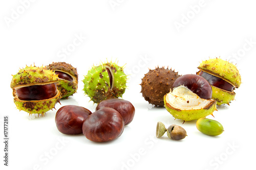 Autumn look with chestnuts over white background