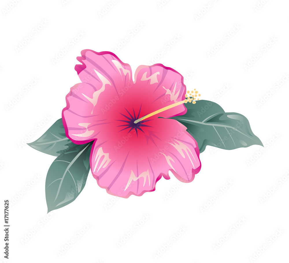 vector hibiscus flower