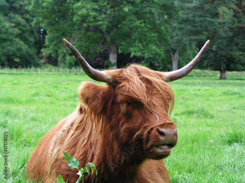 Highland Cow_3