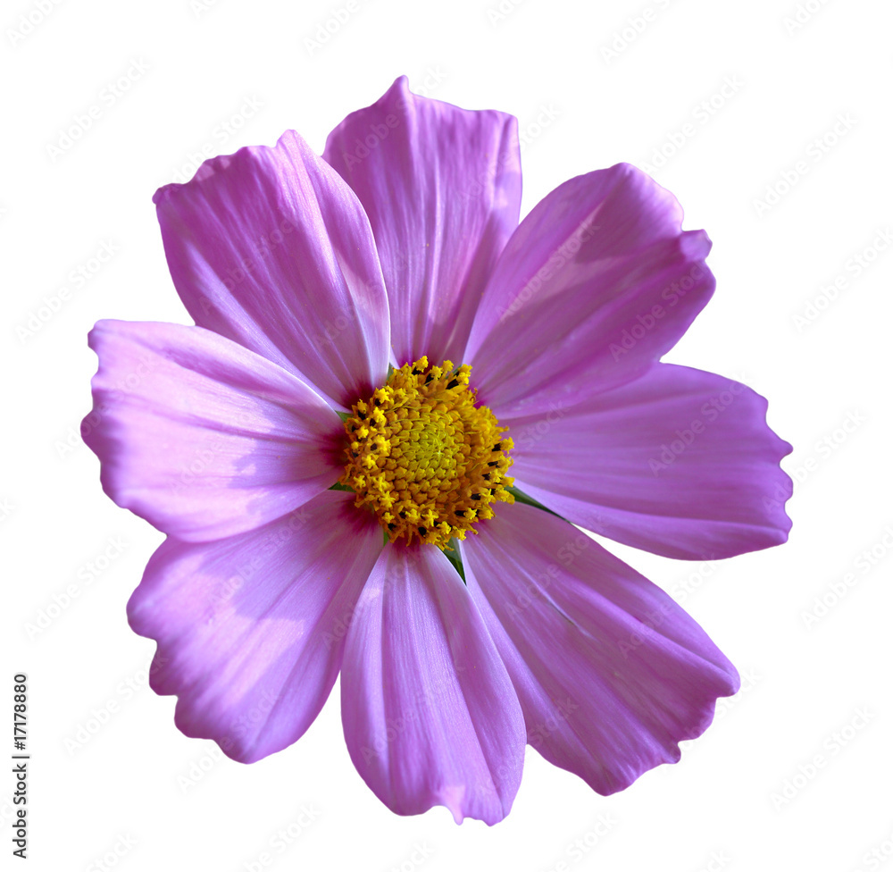 Single Cosmos Single Cosmos
