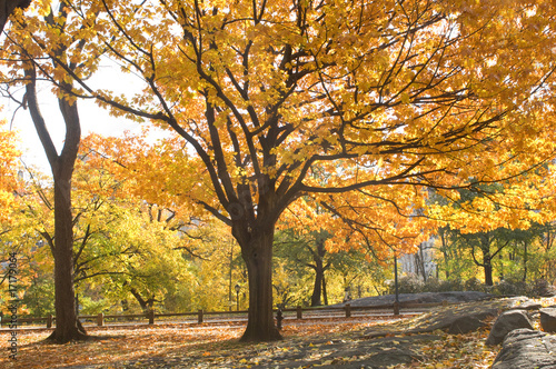 Beautiful fall park with leaves turning colors