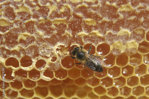 Bee and honeycomb.