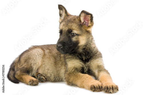 German shepherds puppy
