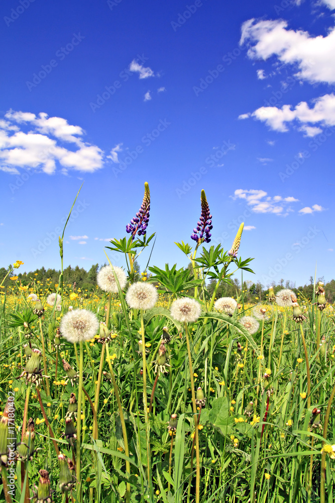 Obraz premium flowerses on field