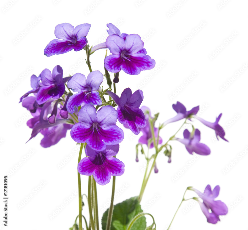 Purple-lilac Streptpcarpus (Cape Primrose, nodding violet), isol