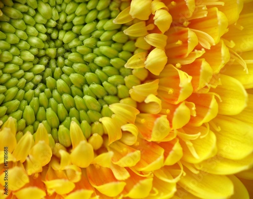 Yellow gerber close-up