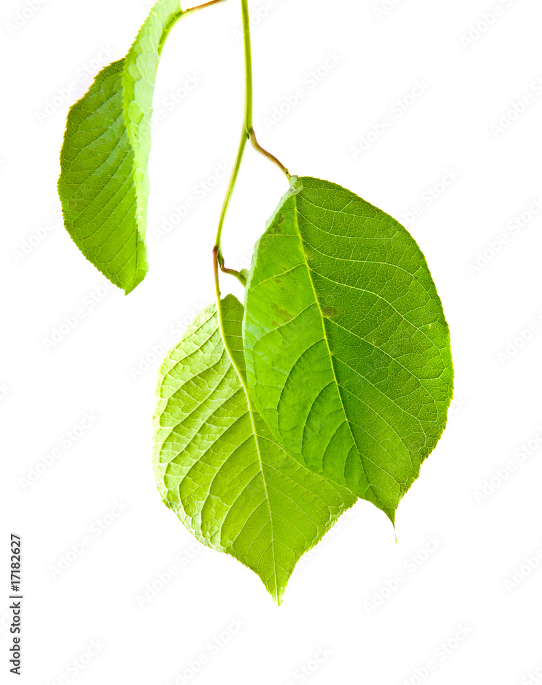 Fototapeta premium autumn leaves