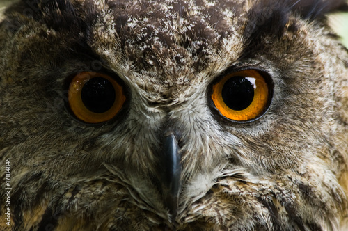 Eagle owl  with big orange eyes © Colette