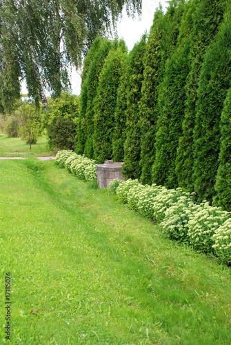 Thuja