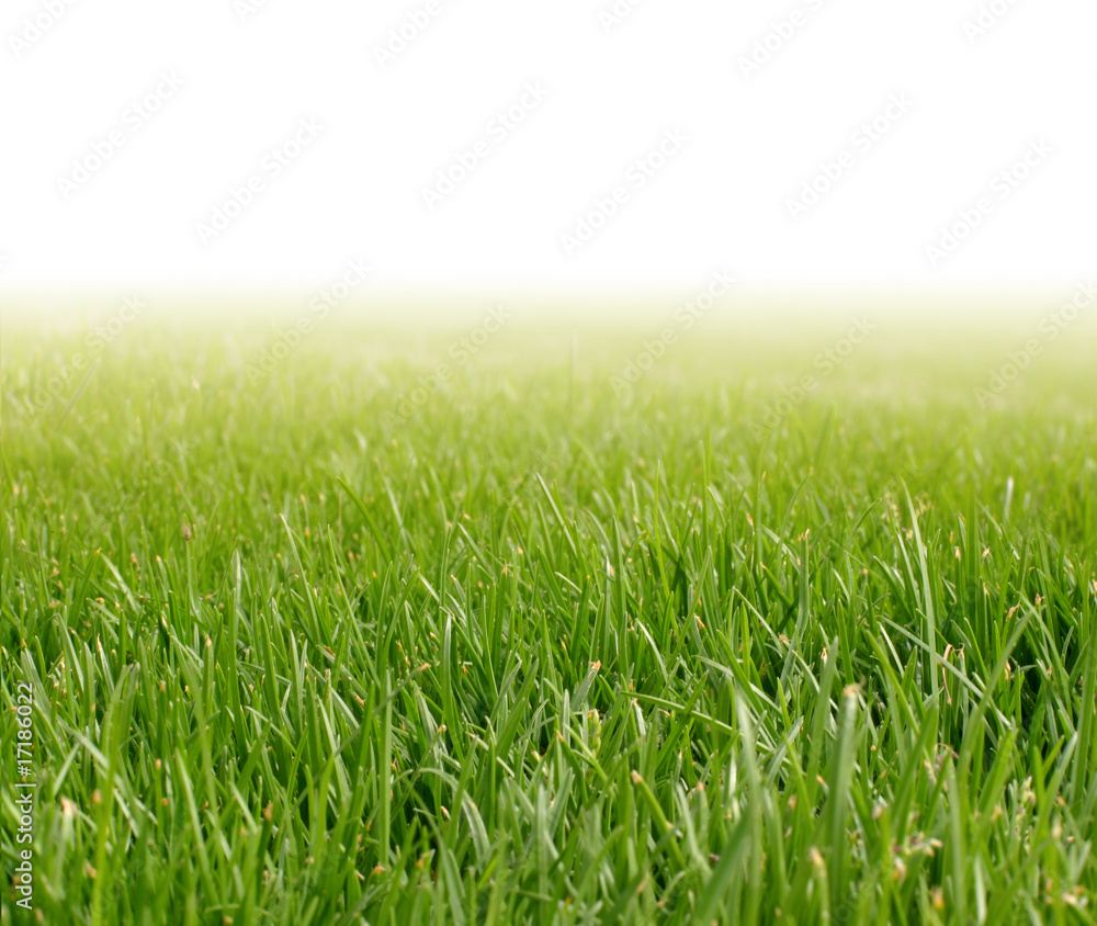 background with spring green grass