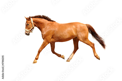 Pferd 51