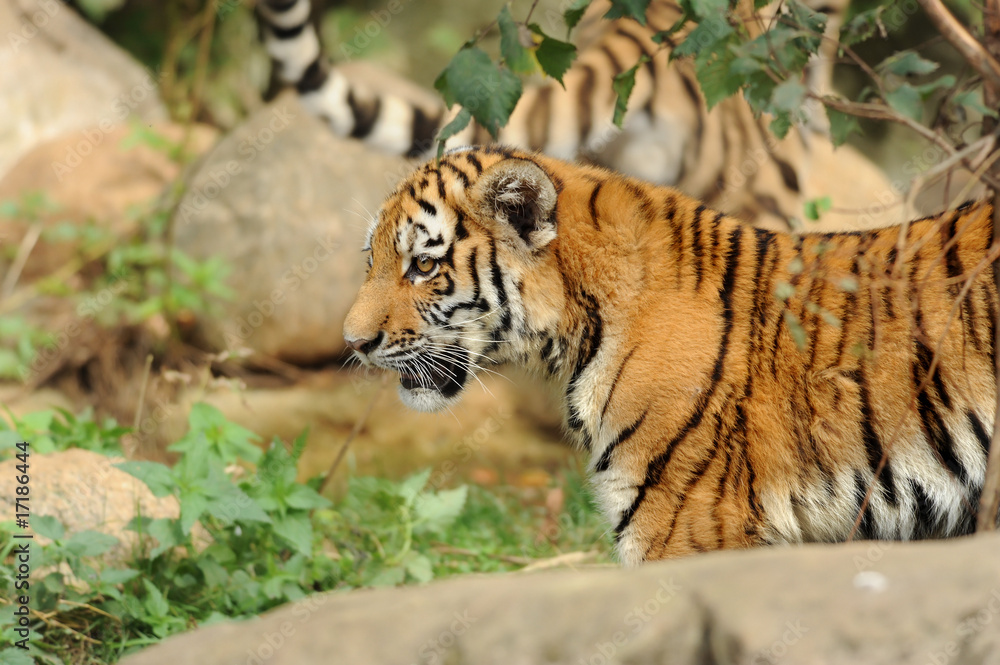 Zoo 95 Zoo 95