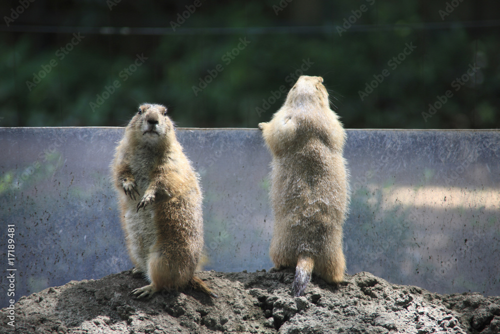 Obraz premium プレーリードッグ