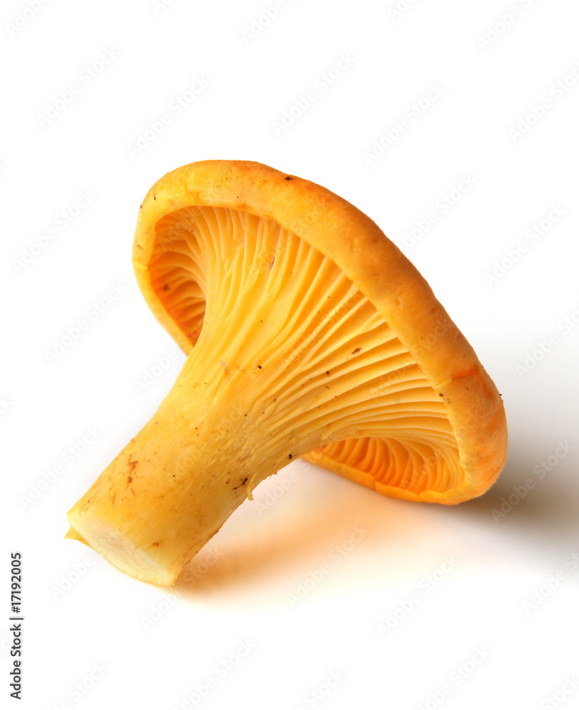 Wild mushroom - Chanterelle Wild mushroom - Chanterelle