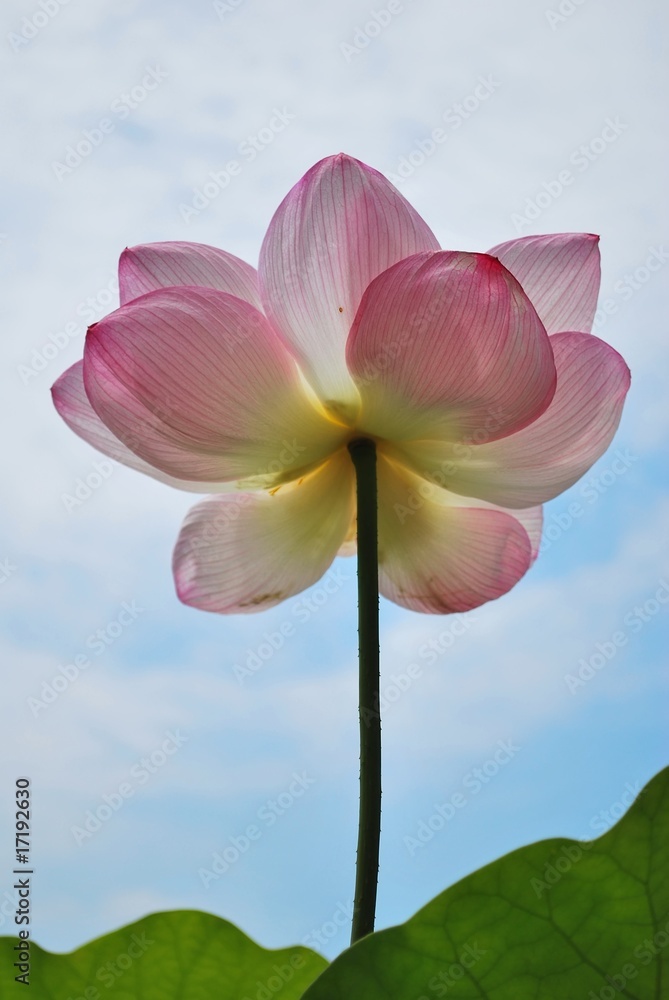 Fototapeta premium Low shot of lotus flower